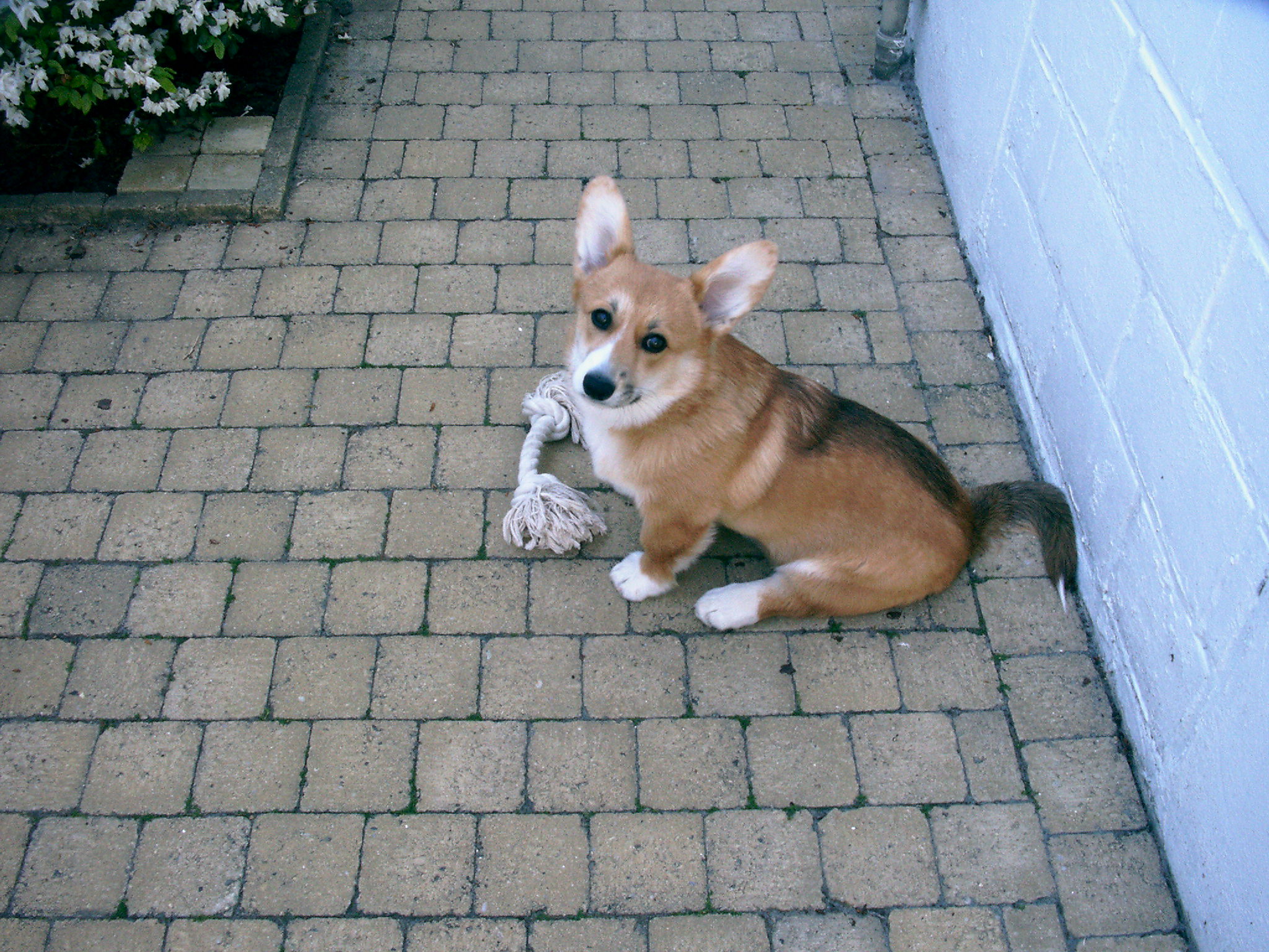 Laika