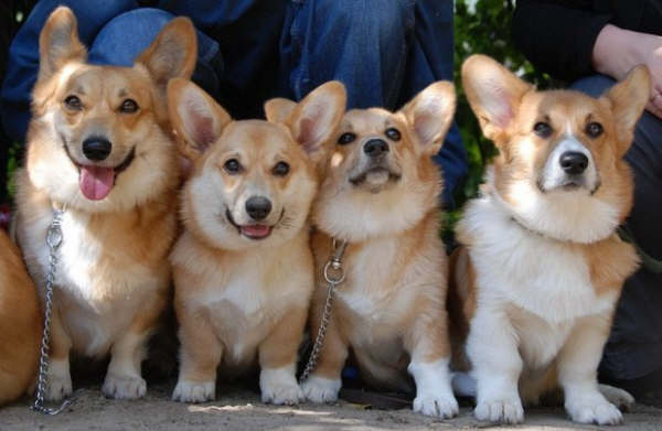 PUPS