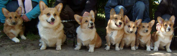 PPUPS