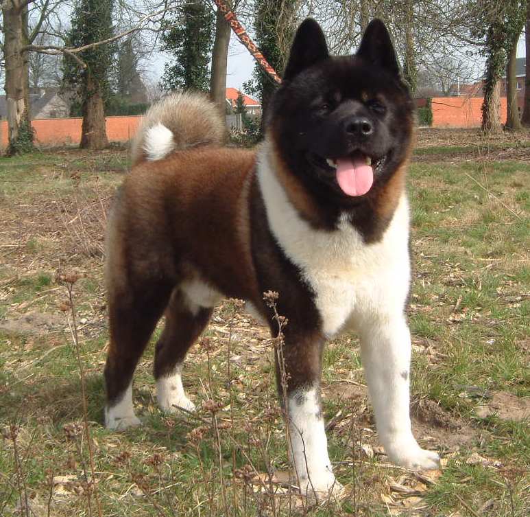 Maxi