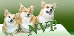 Nederlandse Vereniging Voor Pembroke Welsh Corgi