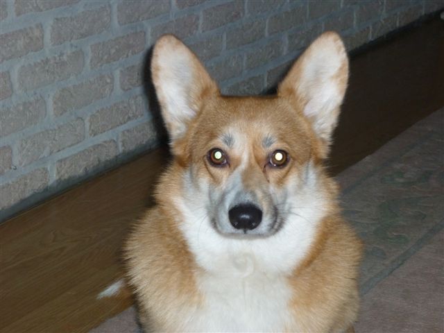 Laika