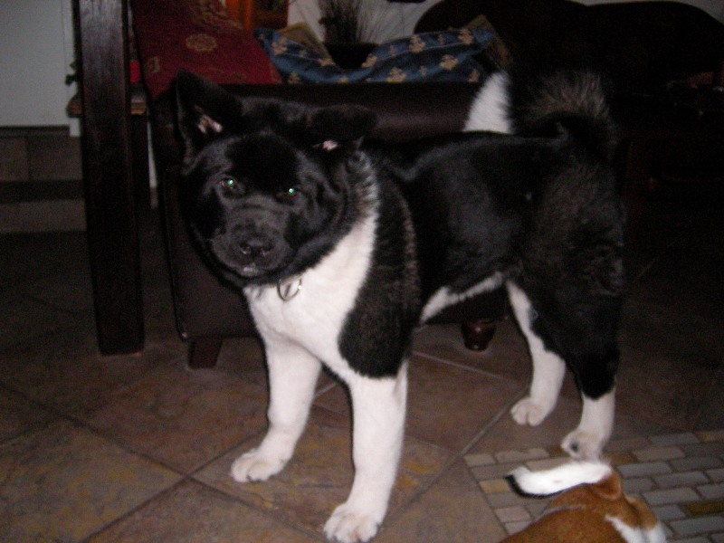 Chynook
