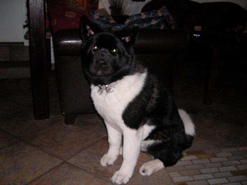 Chynook