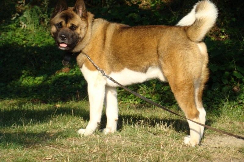 Buster