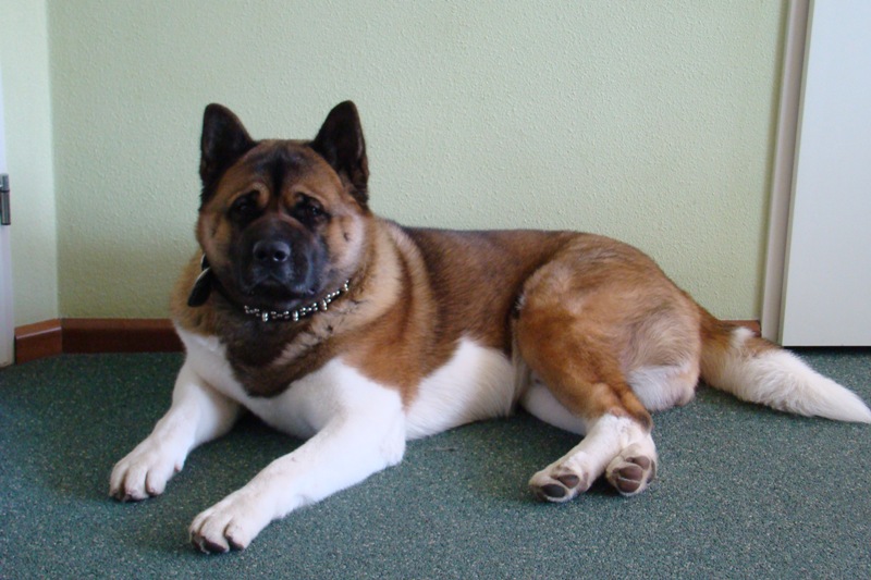 Buster