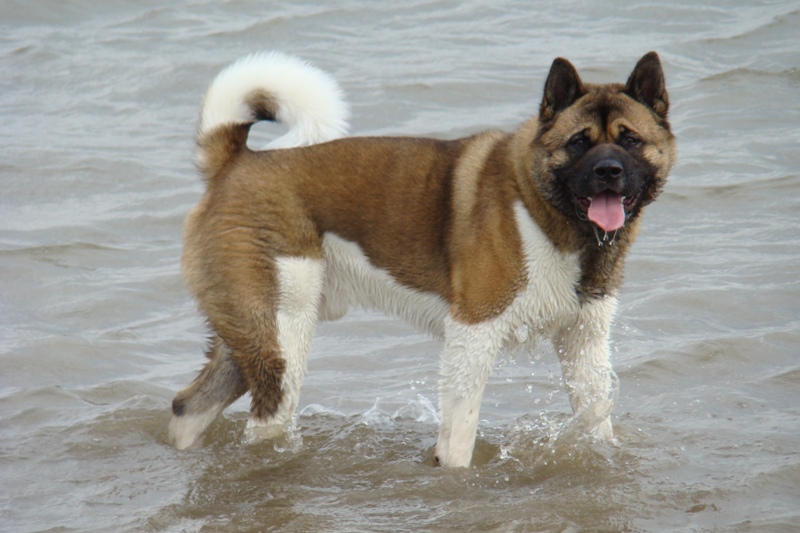 Buster