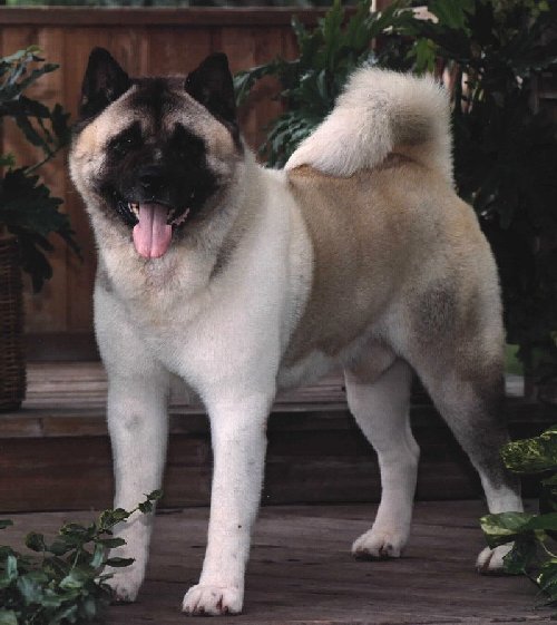 Big-O Thunderheart Of Kokomo
