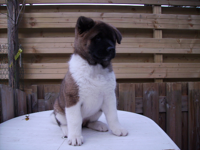 Dixy Pup