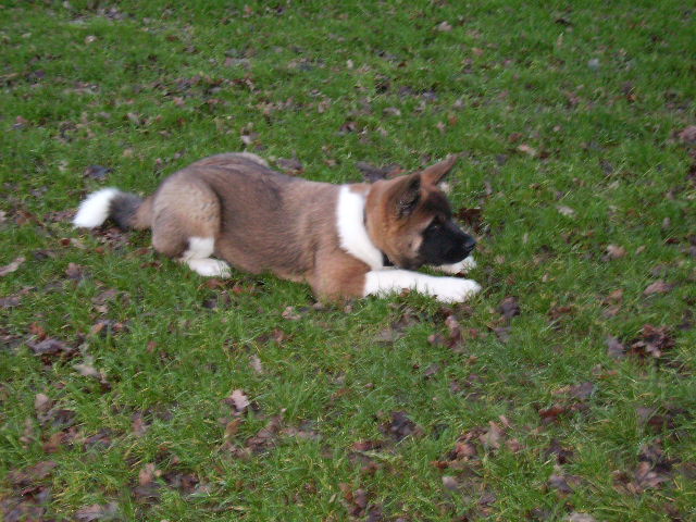 Dixy