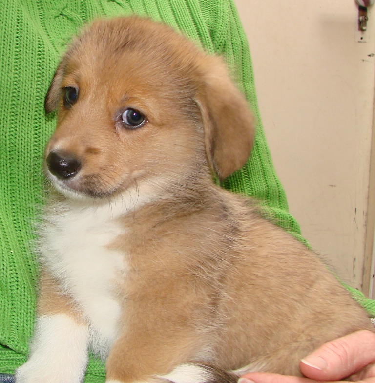 Puppies