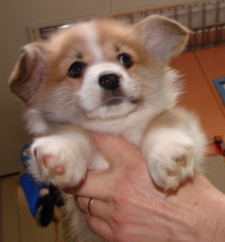 Puppies