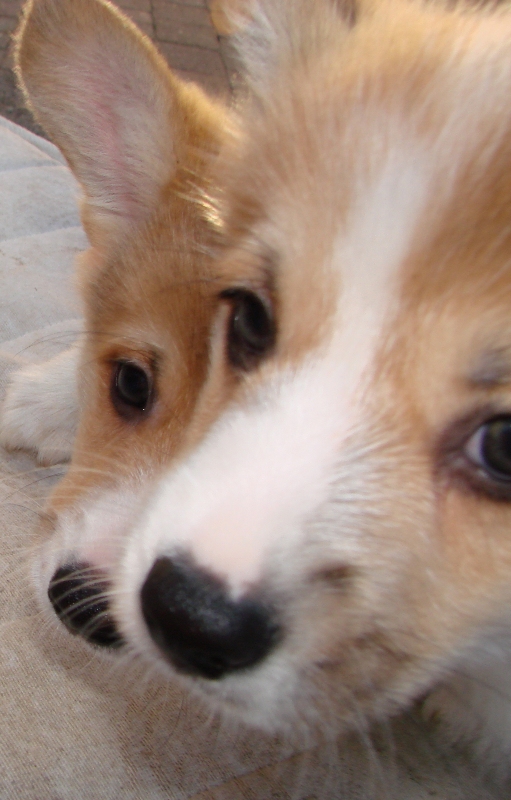 Puppies