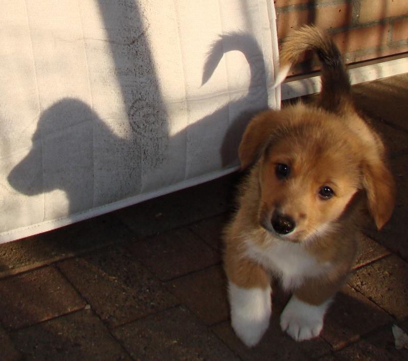 Puppies
