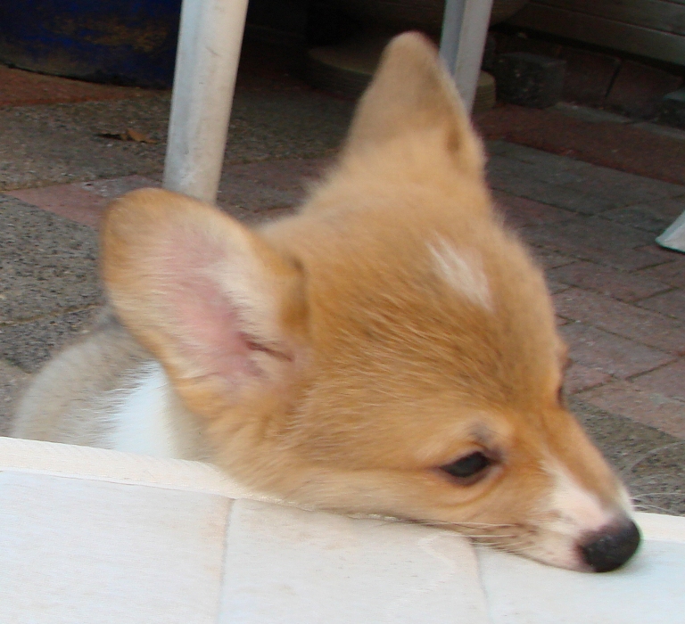 Puppies