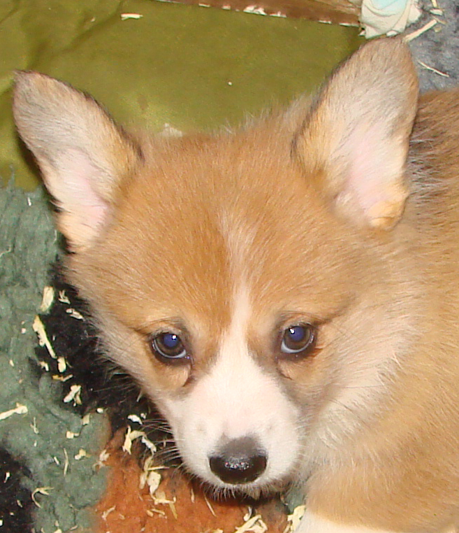 Puppies