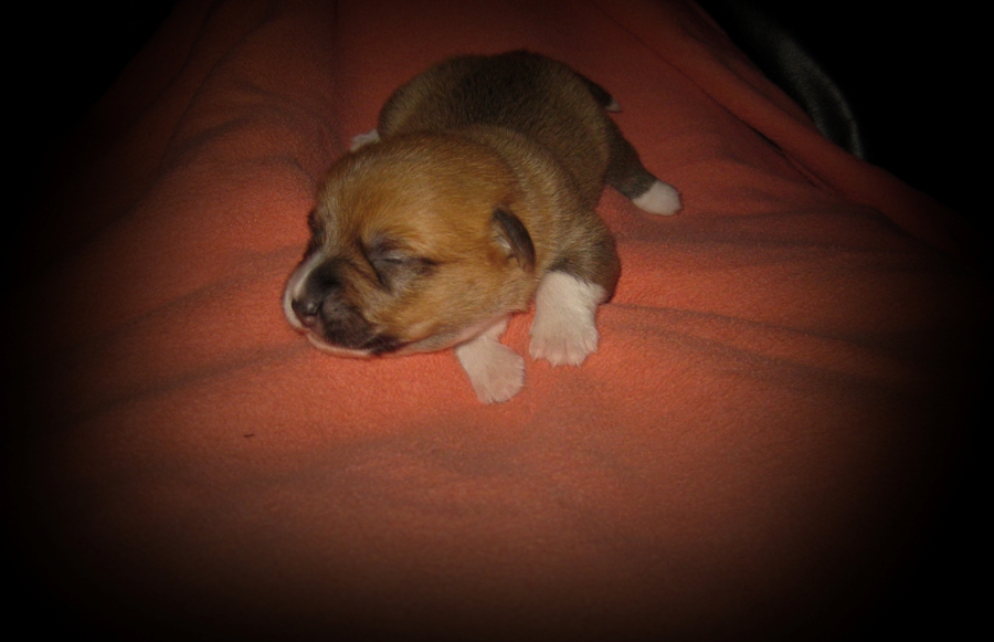 Puppies