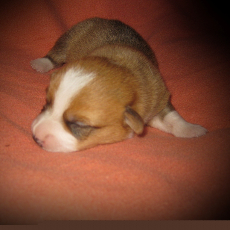 Puppies