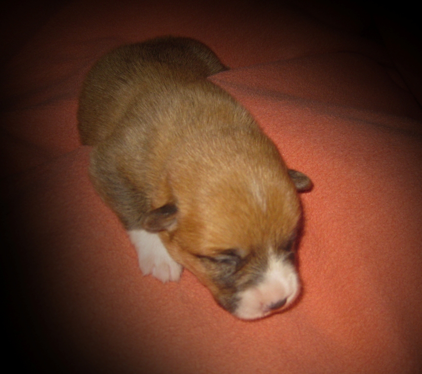 Puppies