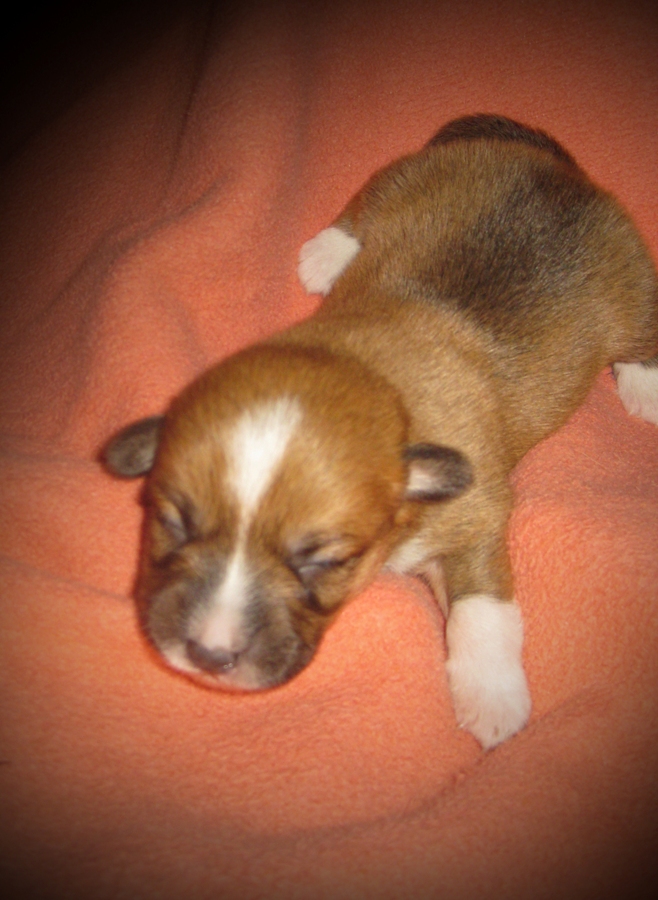 Puppies