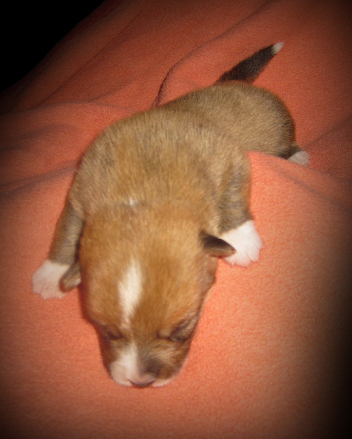Puppies