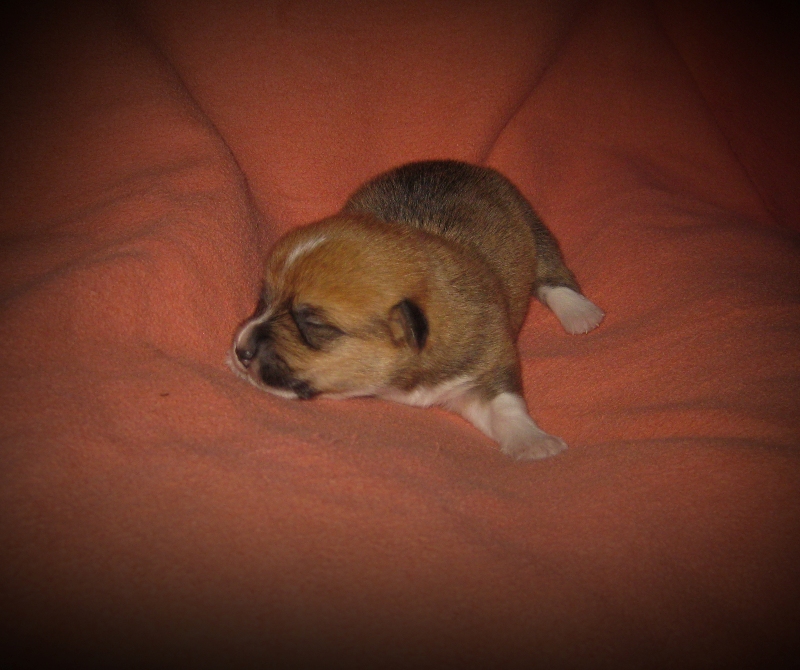 Puppies