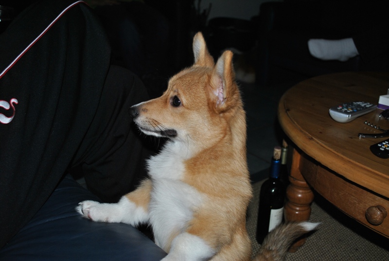 Kimo