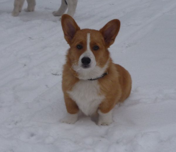 Spencer