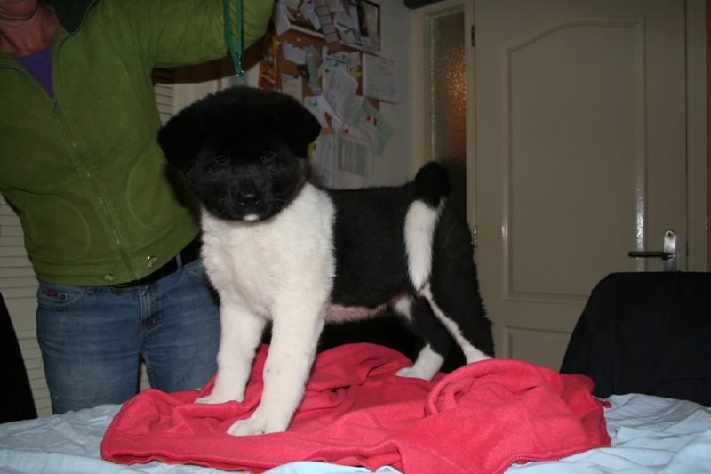 Puppies