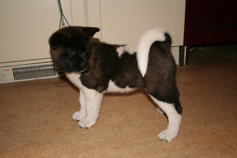 Puppies
