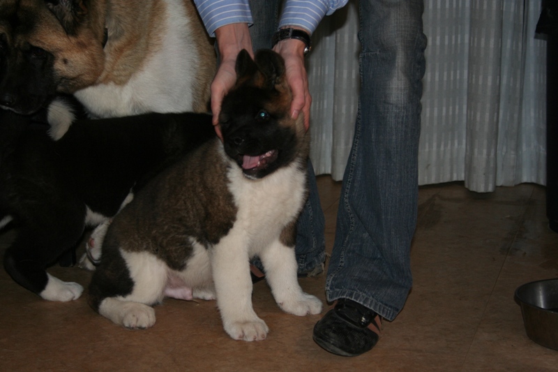 Puppies