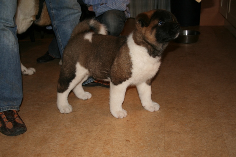 Puppies