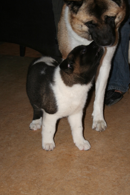 Puppies