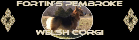 Fortin's Pembroke Welsh Corgi's