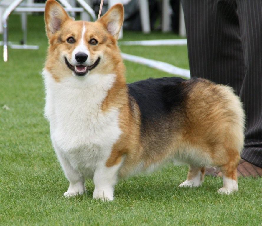 Gidget
