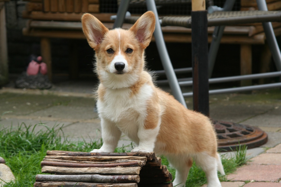 Foxy