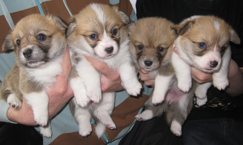 Puppies