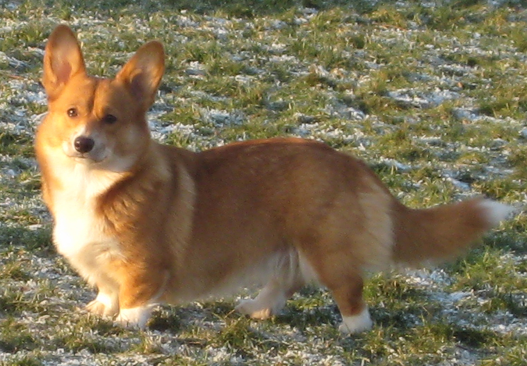 Kaya