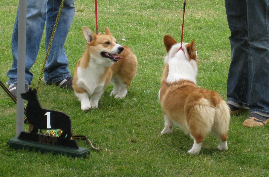 Best Puppy of Breed