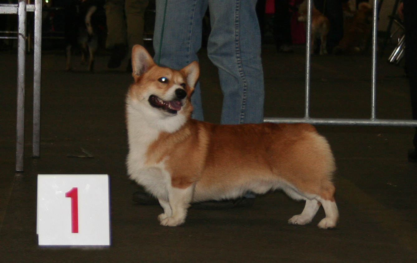 BEST DOG REUBEN